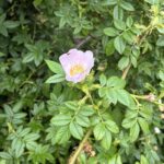 rose4